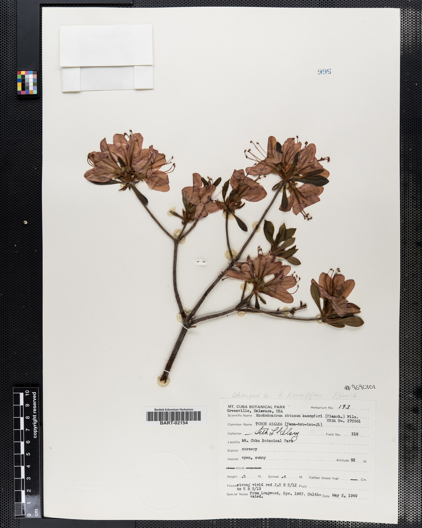 Rhododendron kaempferi image