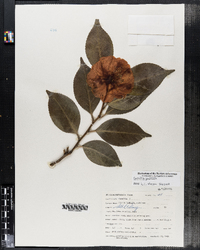 Image of Camellia japonica