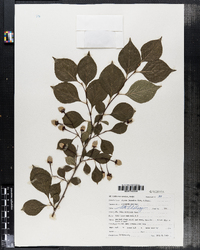 Styrax japonicus image