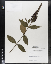 Buddleja davidii image