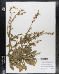 Image of Nicotiana obtusifolia