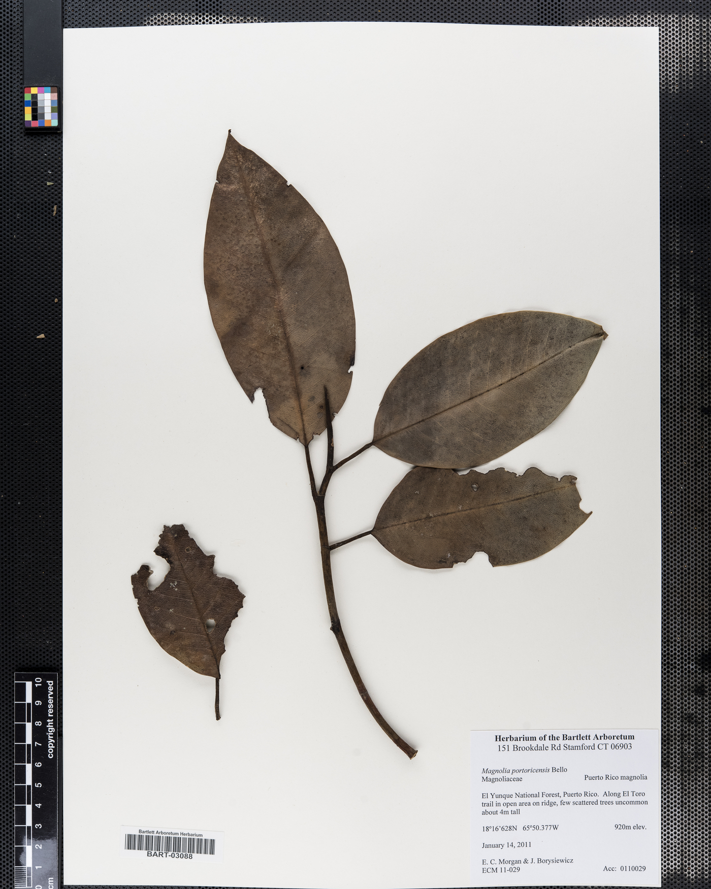 Magnolia portoricensis image