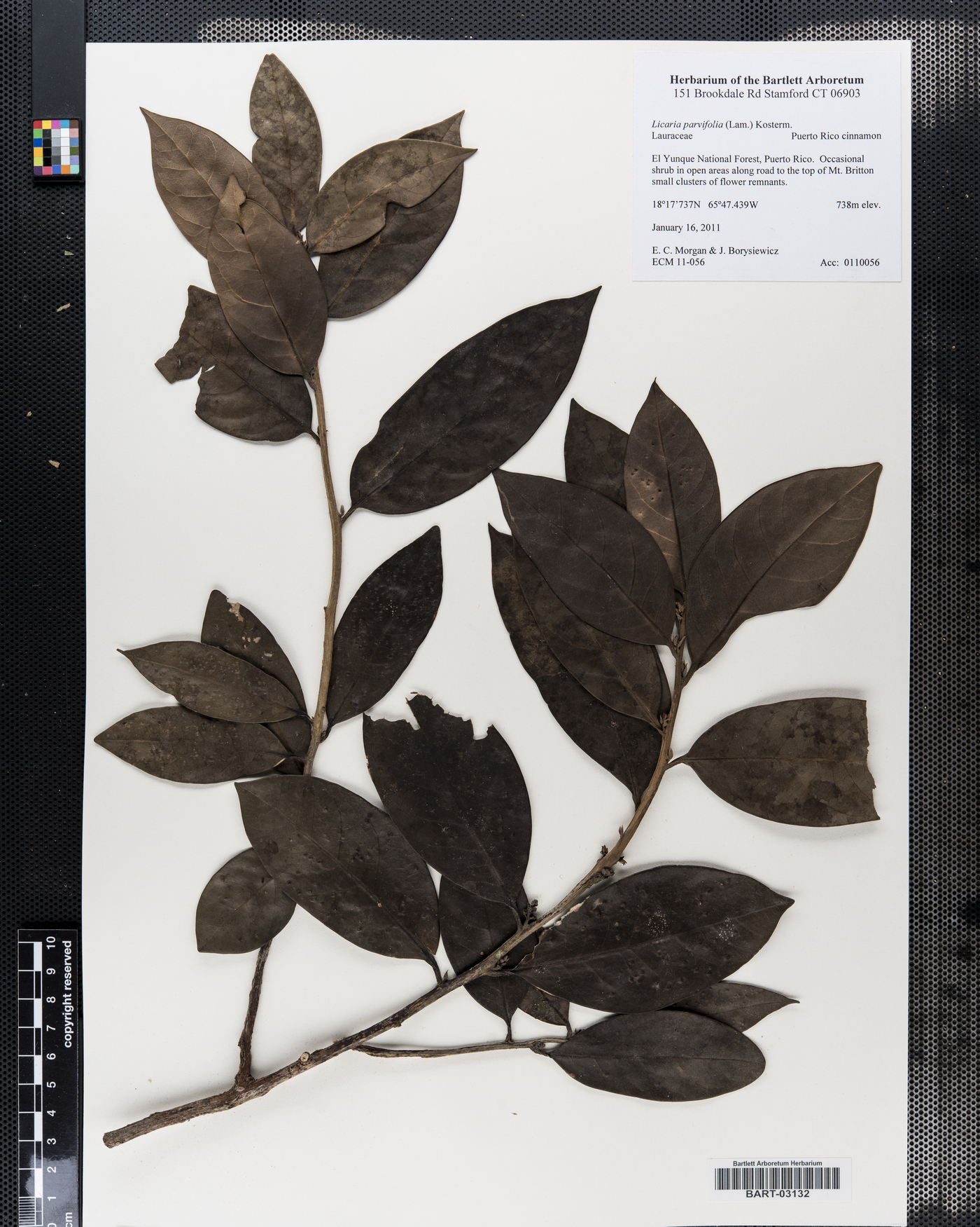 Licaria parvifolia image