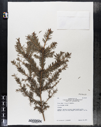 Picea abies image