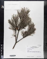 Pinus sylvestris image