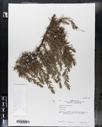 Juniperus conferta image