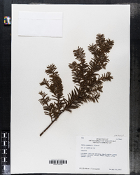 Taxus canadensis image