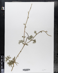 Image of Digitalis grandiflora