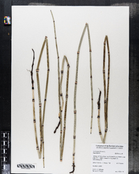 Equisetum arvense image