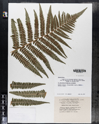 Dryopteris filix-mas image