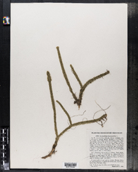 Lycopodiella alopecuroides image