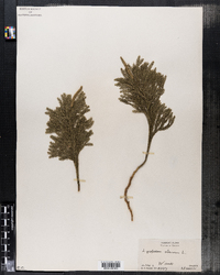 Lycopodium obscurum image