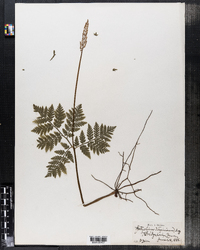 Botrychium virginianum image