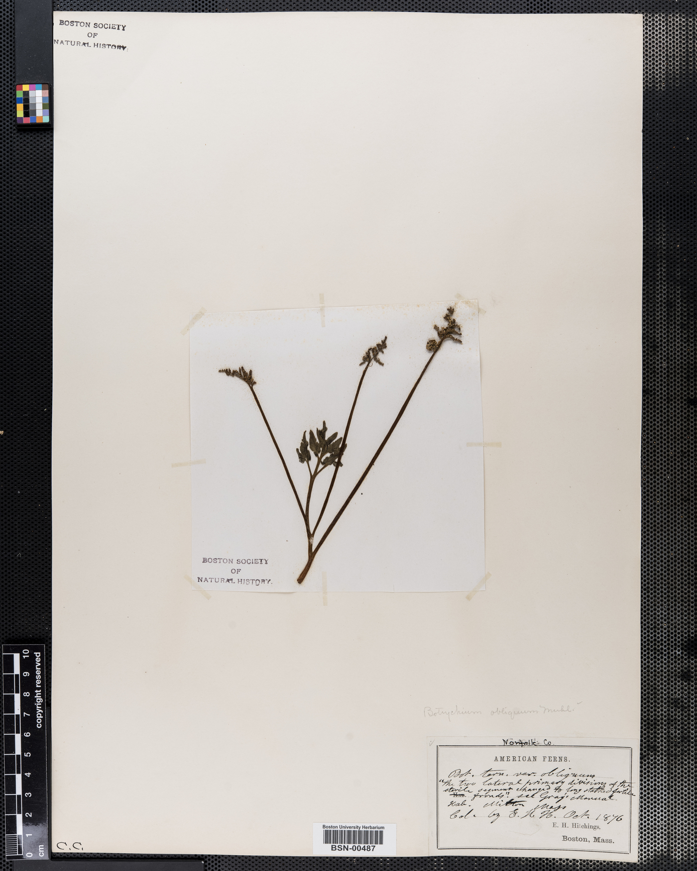 Botrychium ternatum var. obliquum image