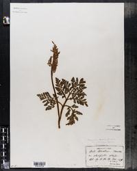 Botrychium ternatum var. intermedium image