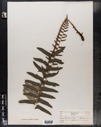 Polystichum achostichoides image