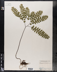 Adiantum pedatum image