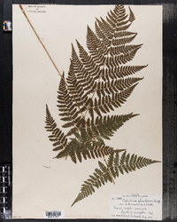 Dryopteris intermedia var. fructuosa image