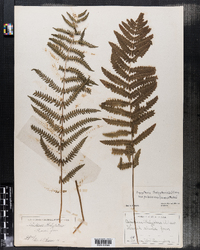 Dryopteris thelypteris image