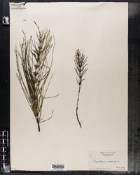 Equisetum arvense image