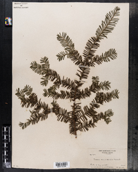 Taxus canadensis image