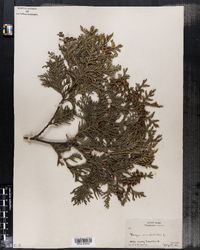 Thuja occidentalis image