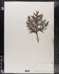 Thuja occidentalis image