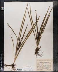 Image of Sparganium diversifolium