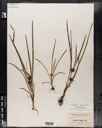 Sparganium diversifolium var. acaule image
