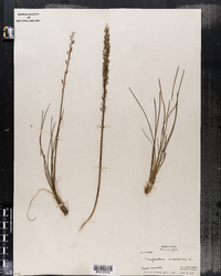 Triglochin maritima image