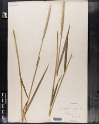 Elymus repens image