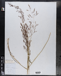 Agrostis capillaris image