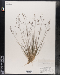 Agrostis canina image