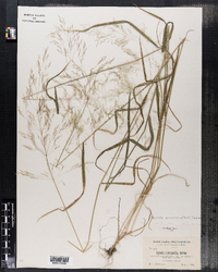 Agrostis perennans image