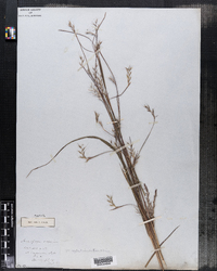 Schizachyrium scoparium var. scoparium image