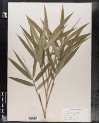 Arundinaria gigantea ssp. tecta image