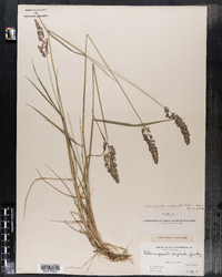 Calamagrostis stricta var. stricta image
