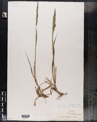 Calamagrostis sylvatica image