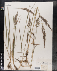 Calamagrostis pickeringii image