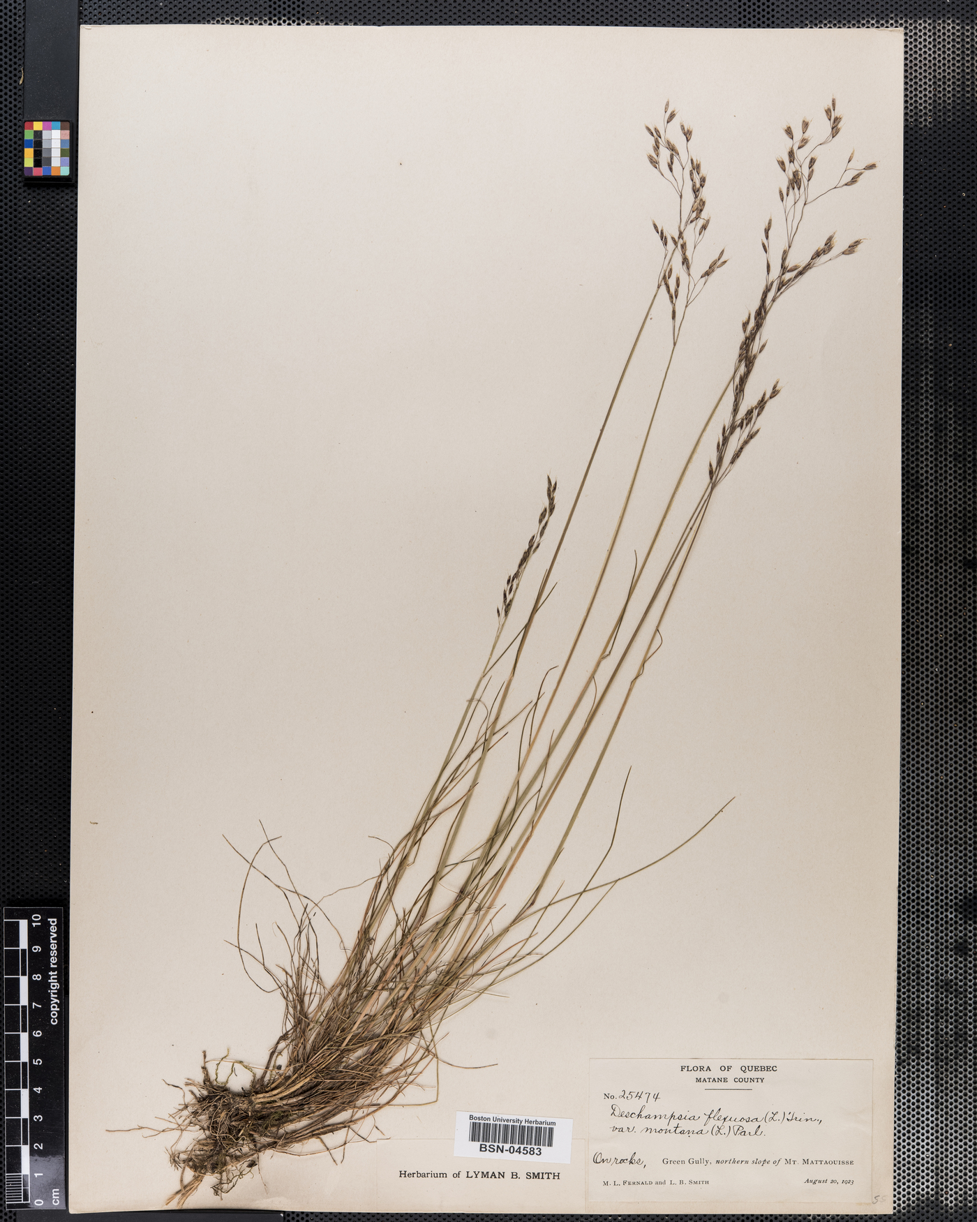 Deschampsia flexuosa var. montana image