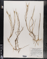 Distichlis spicata image