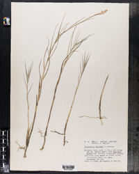 Distichlis spicata image