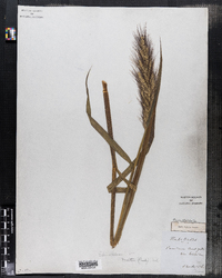 Echinochloa walteri image