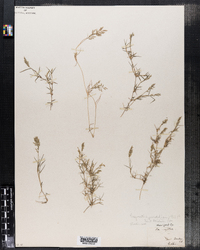 Eragrostis hypnoides image