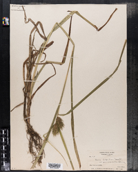 Carex lupulina var. pedunculata image