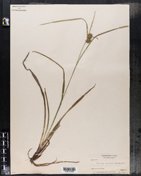 Carex lurida image