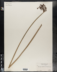 Image of Scirpus pallidus