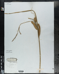 Carex vesicaria image