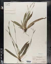 Carex platyphylla image