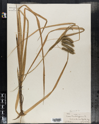 Carex pseudocyperus image